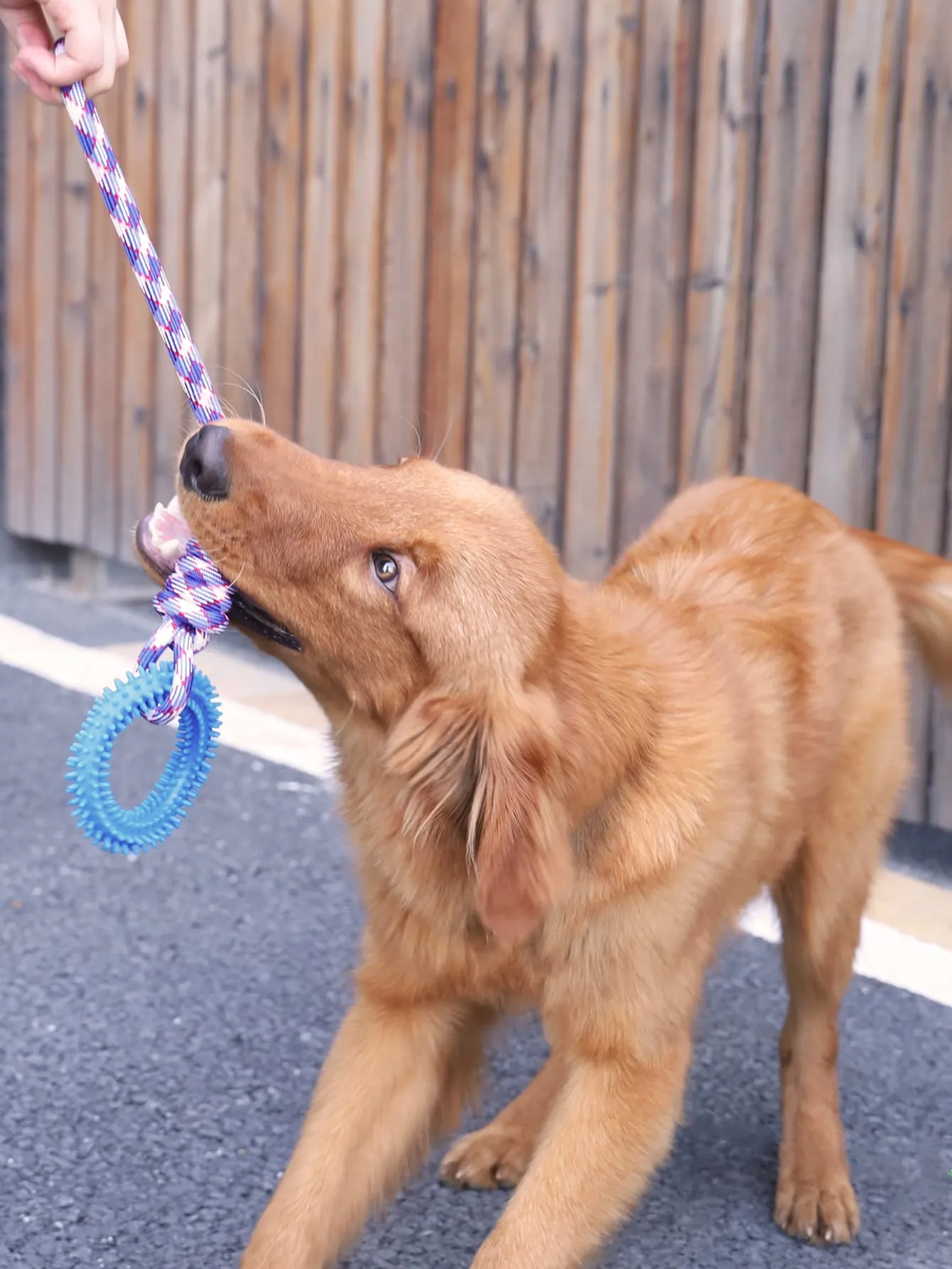 1pc Pet Dog Rope Pulling Interactive Toy