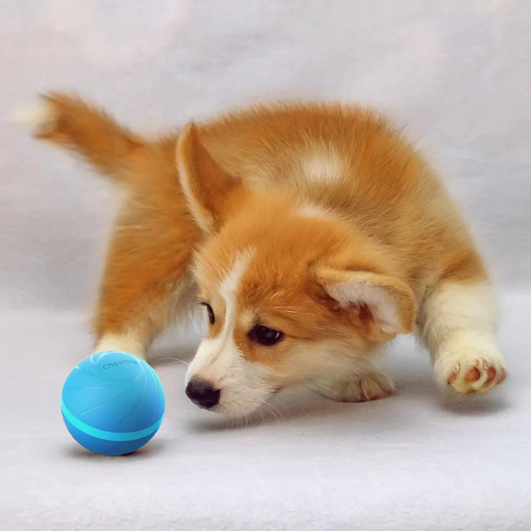 Cheerble Wicked Ball - A 100% automatic ball for Dogs and Cats