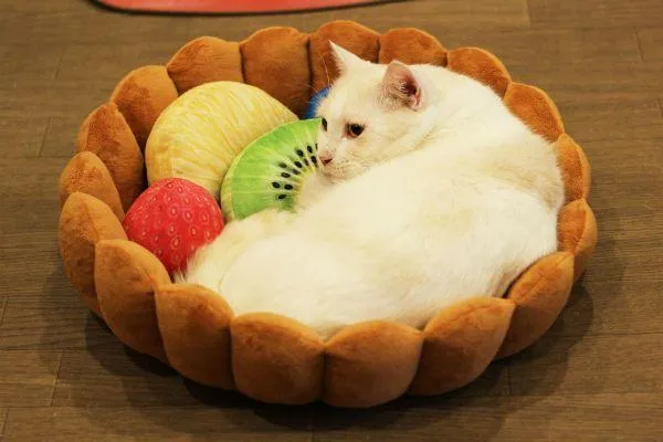 Fruit Tart Bed