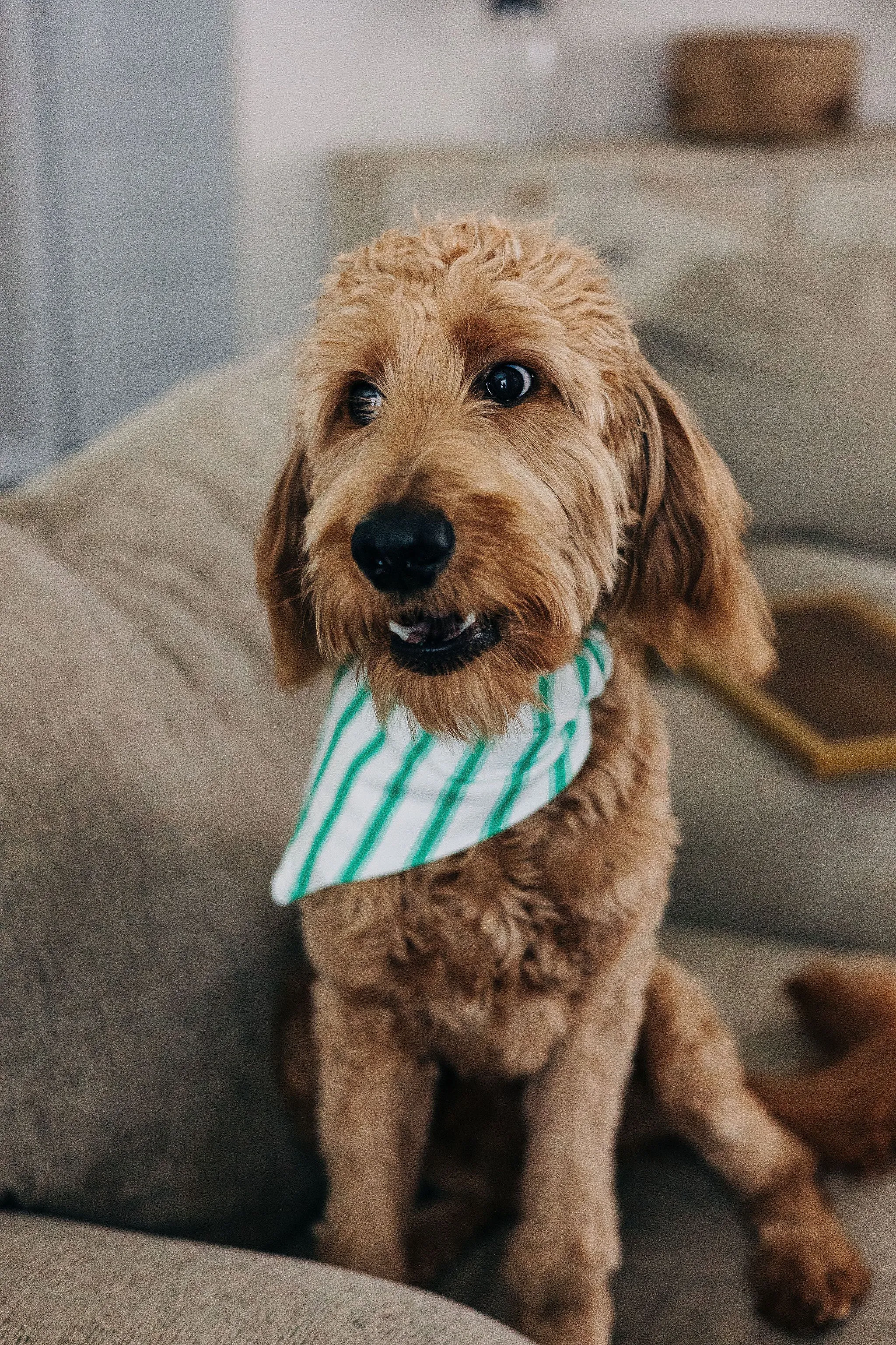 Green Stripe - Pet Bandana