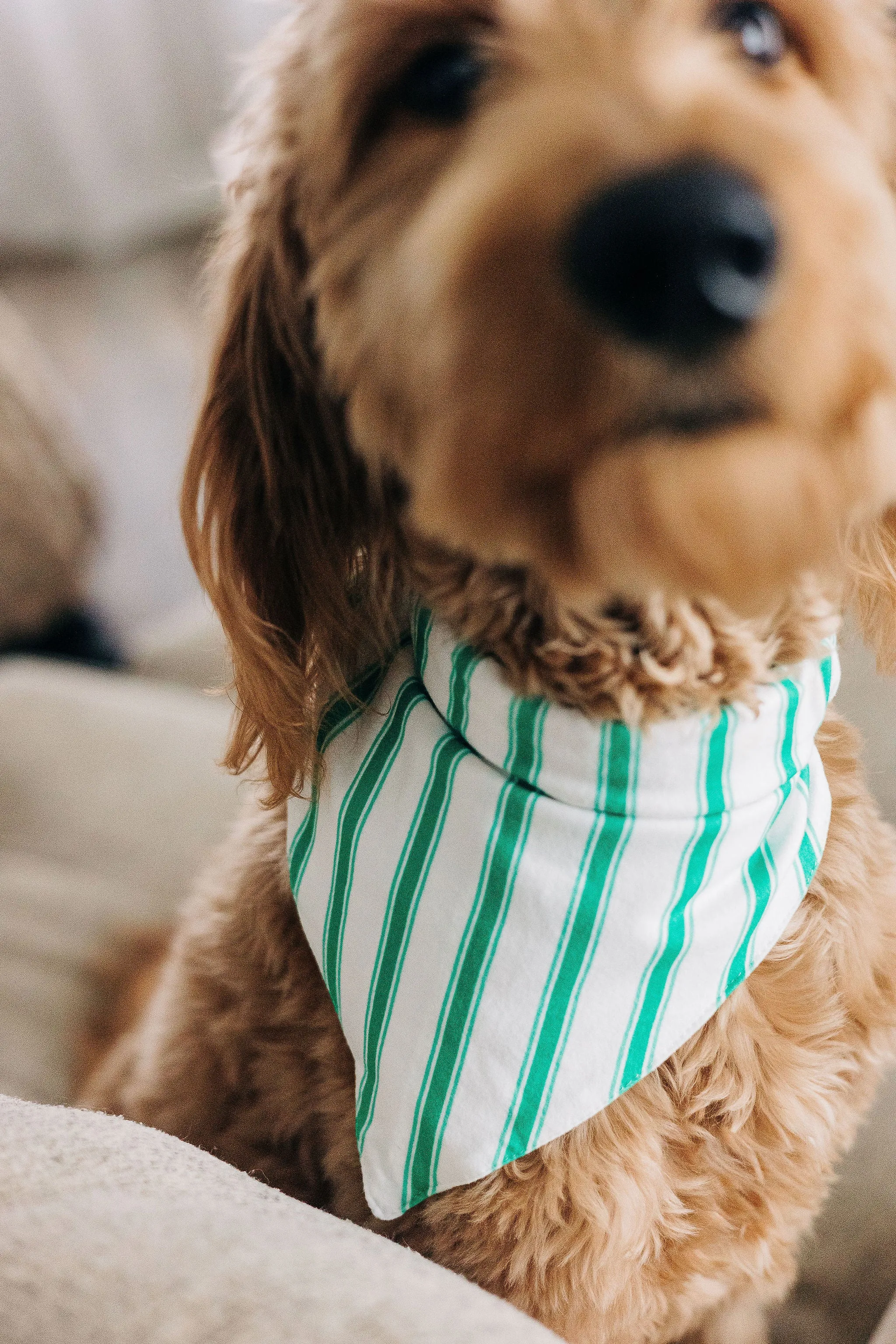 Green Stripe - Pet Bandana