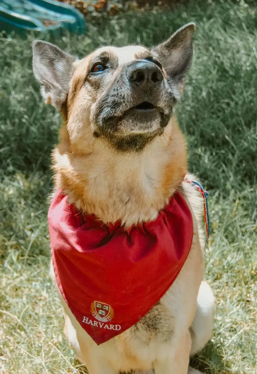 Harvard Dog Bandana