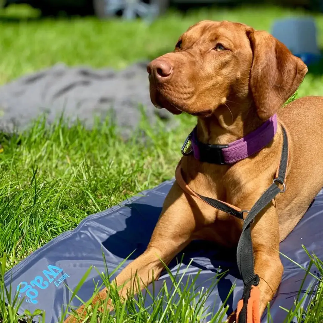 Henry Wag Gel Pet Cooling Mat