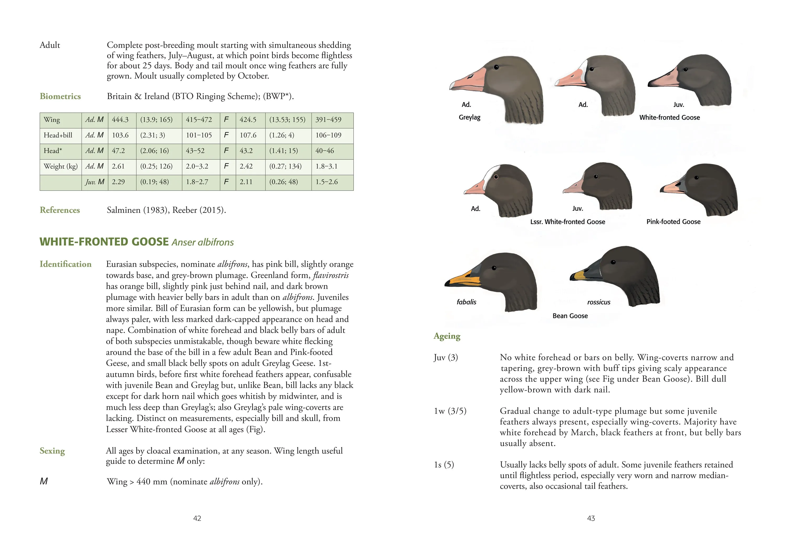 Identification of European Non-Passerines - J.K. Baker