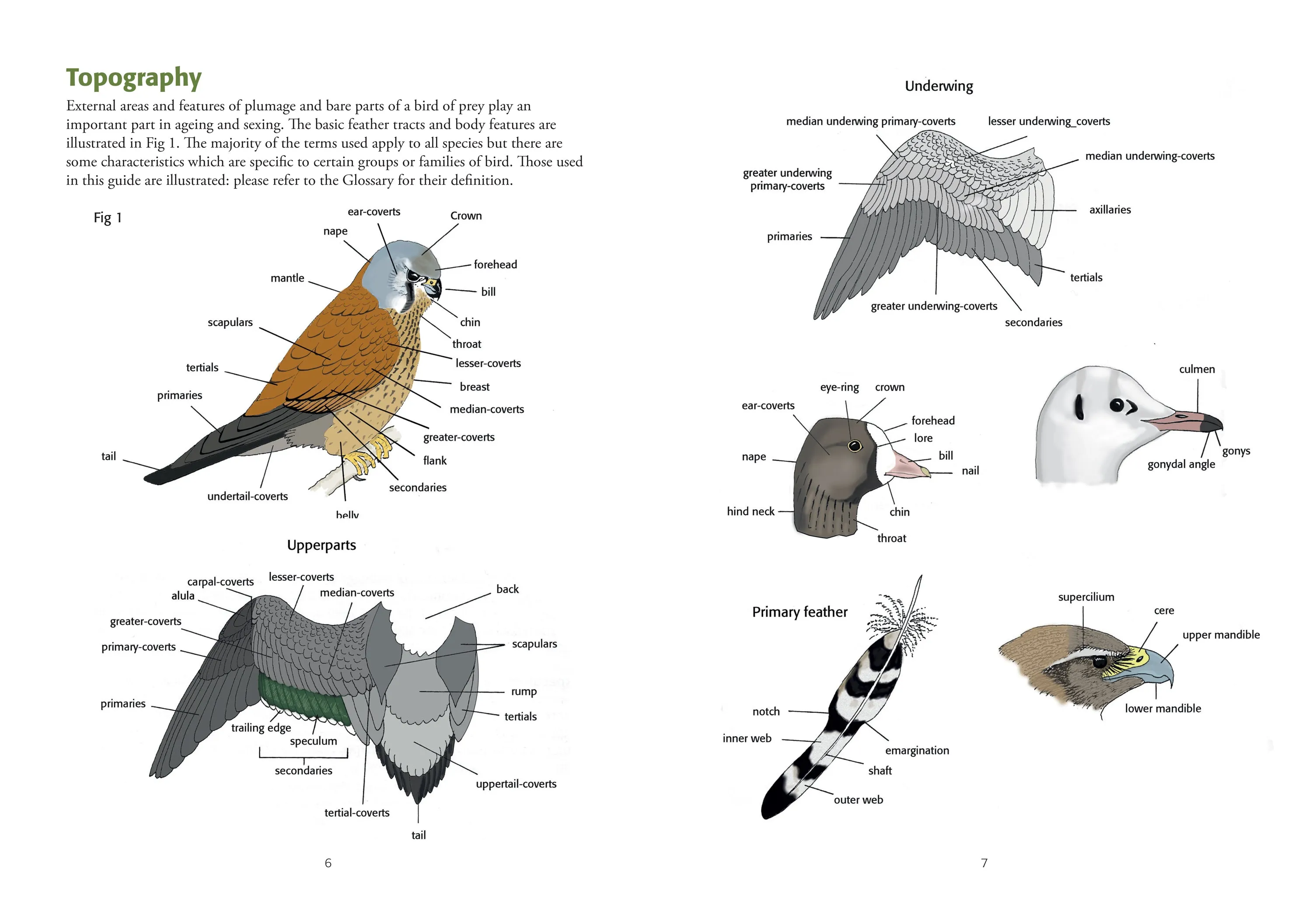 Identification of European Non-Passerines - J.K. Baker