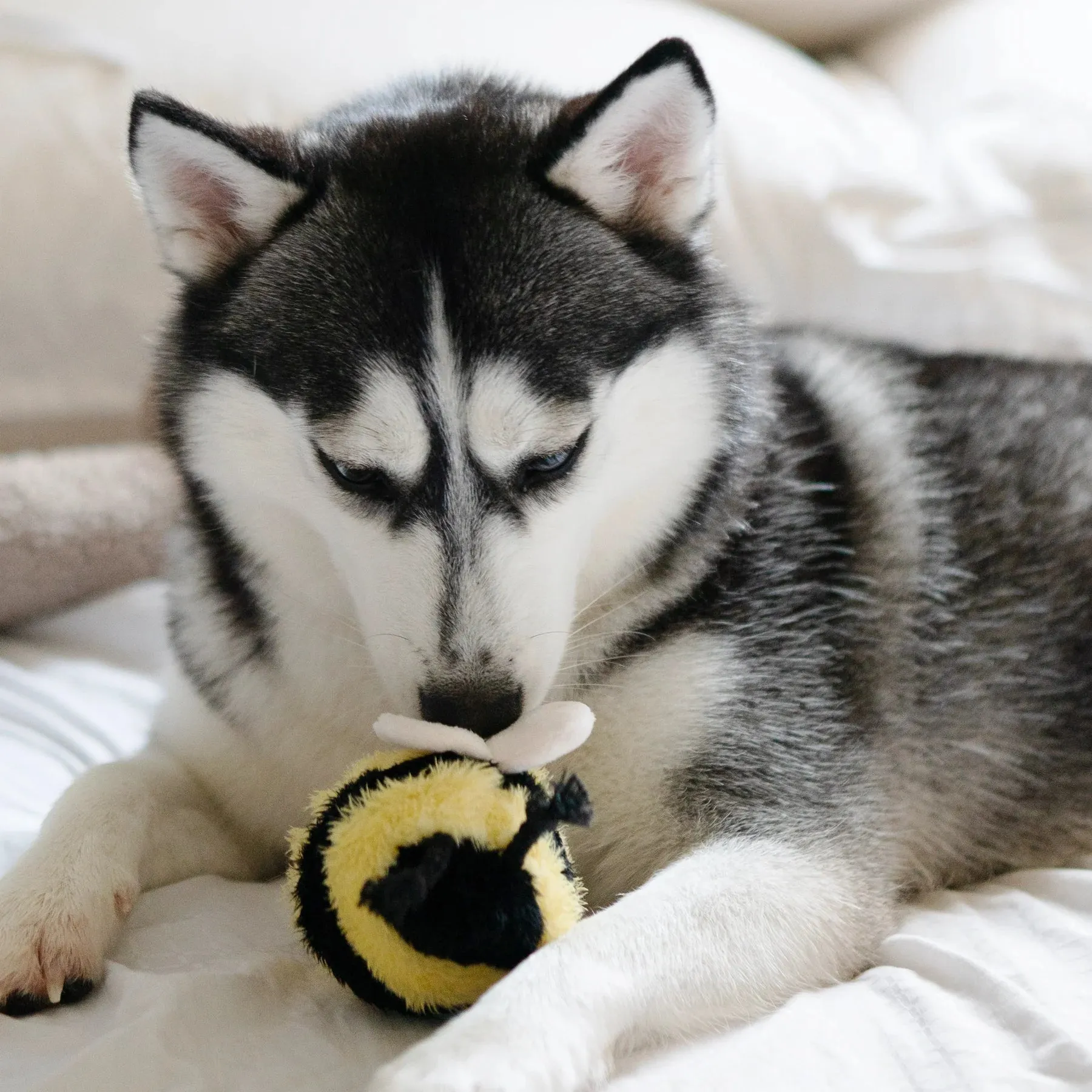 Lambwolf BEE POP with Bouncy and Snuffle