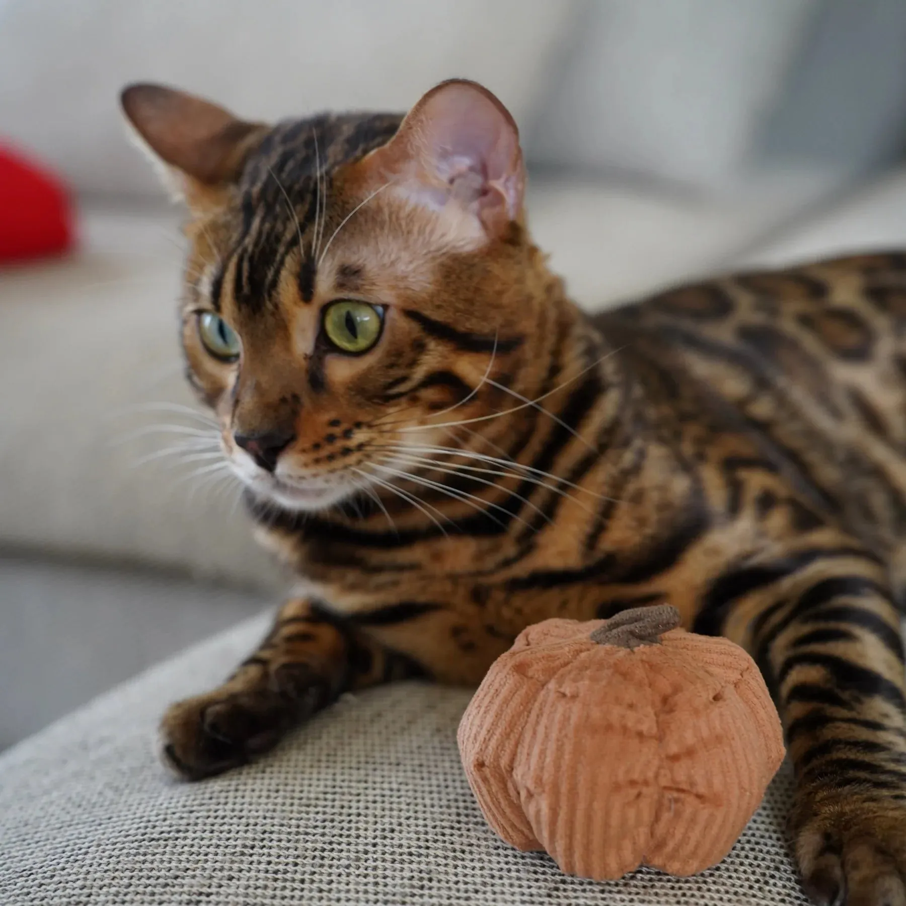 Lambwolf KITTY PUMPKIN with Tinkly