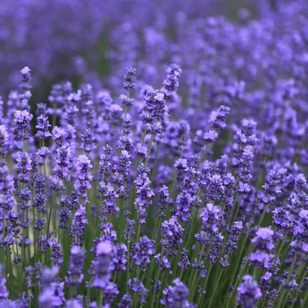 Lavender Travel Container Bundle