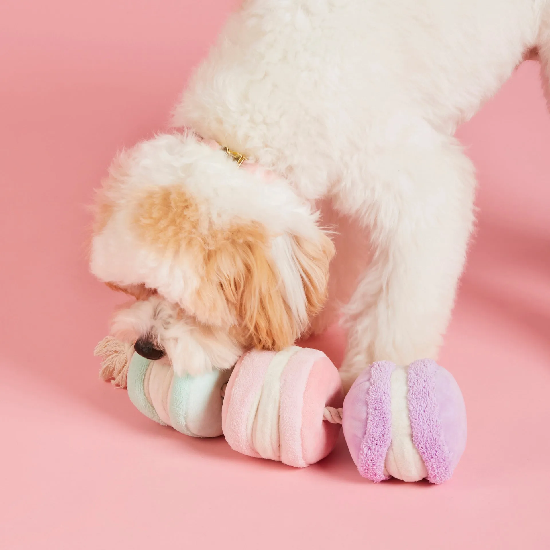 Macarons Interactive Snuffle Dog Toy