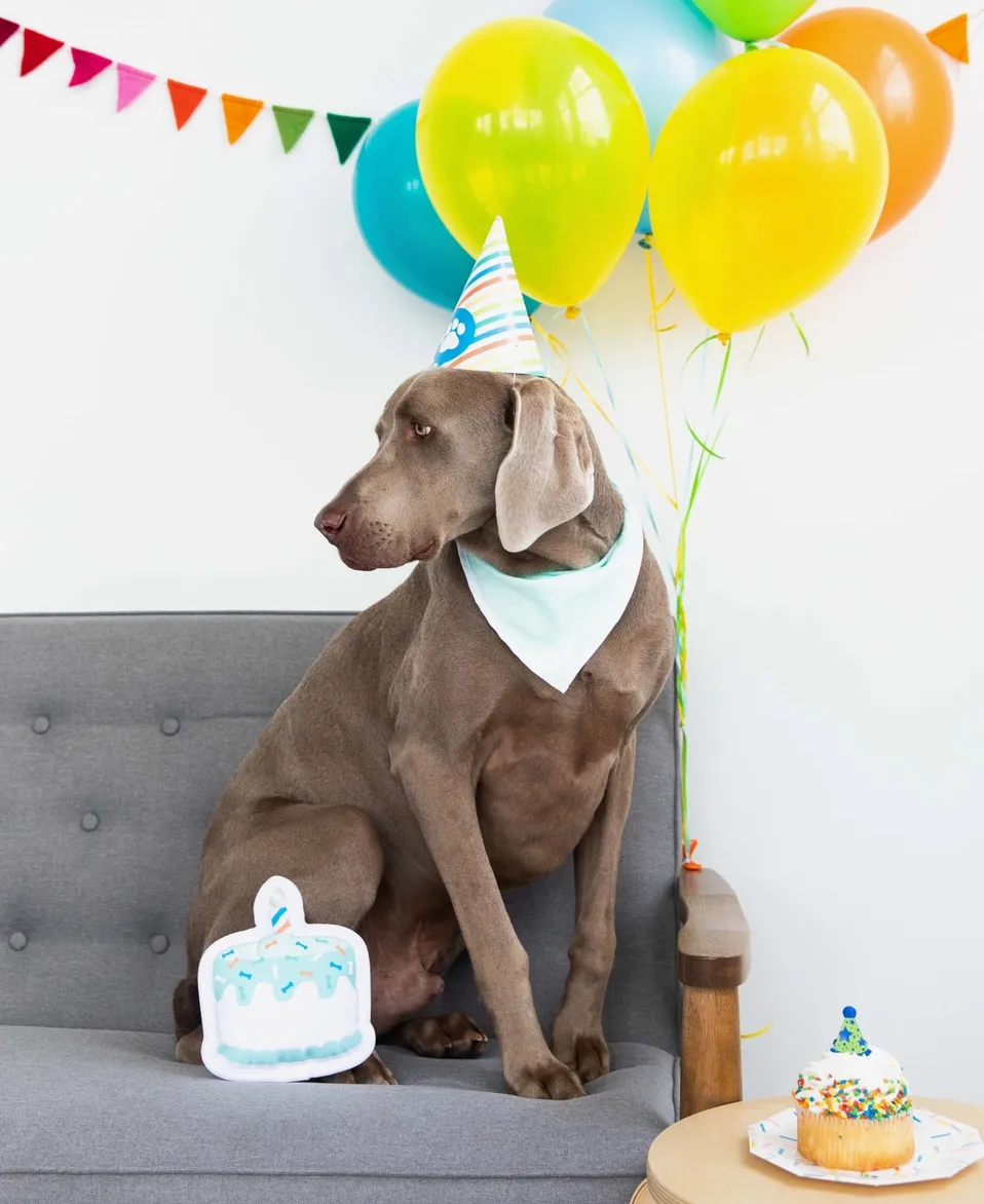 Pet Birthday Pawty Kit