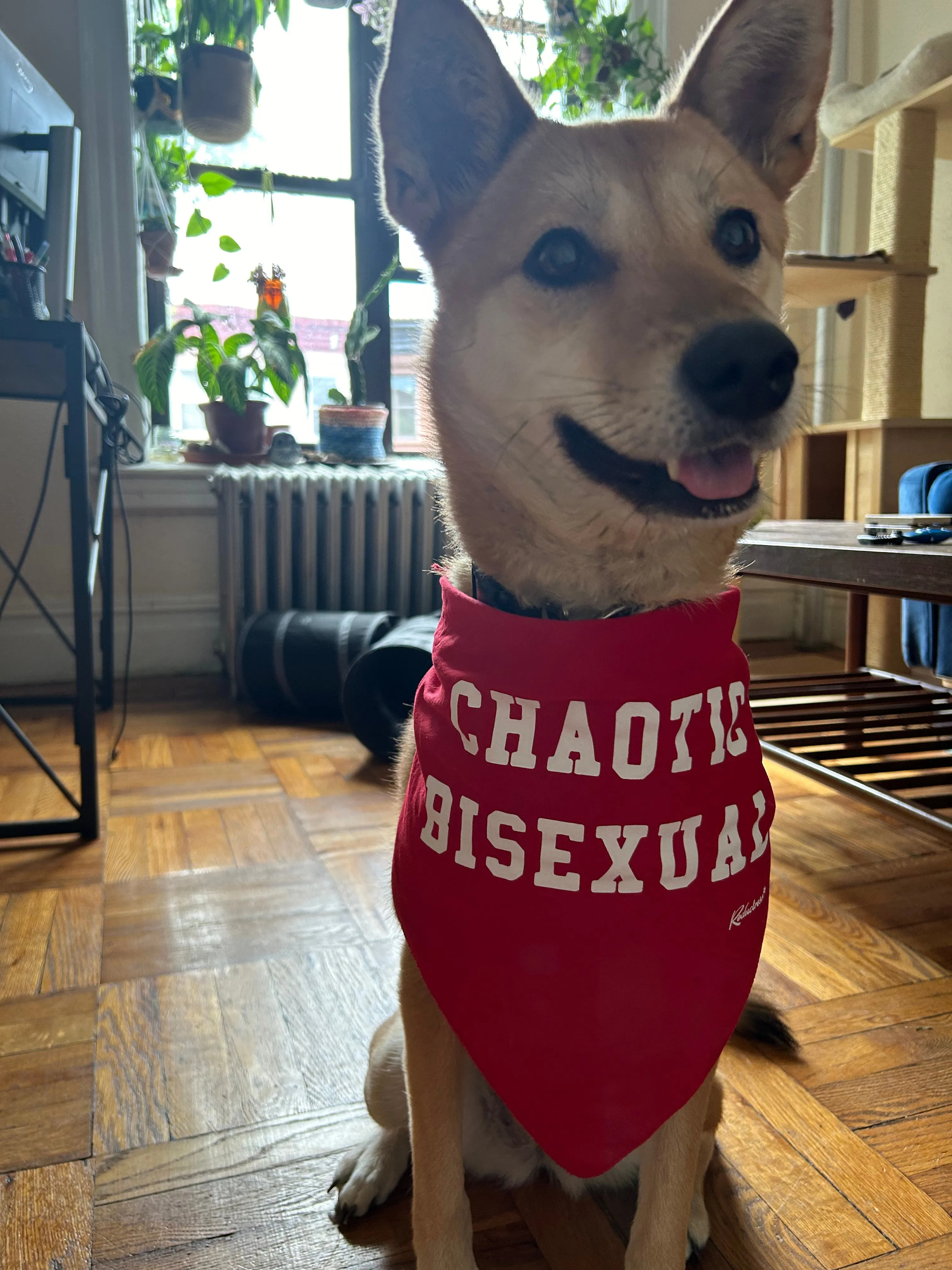 "Chaotic Bisexual" Pet Bandana