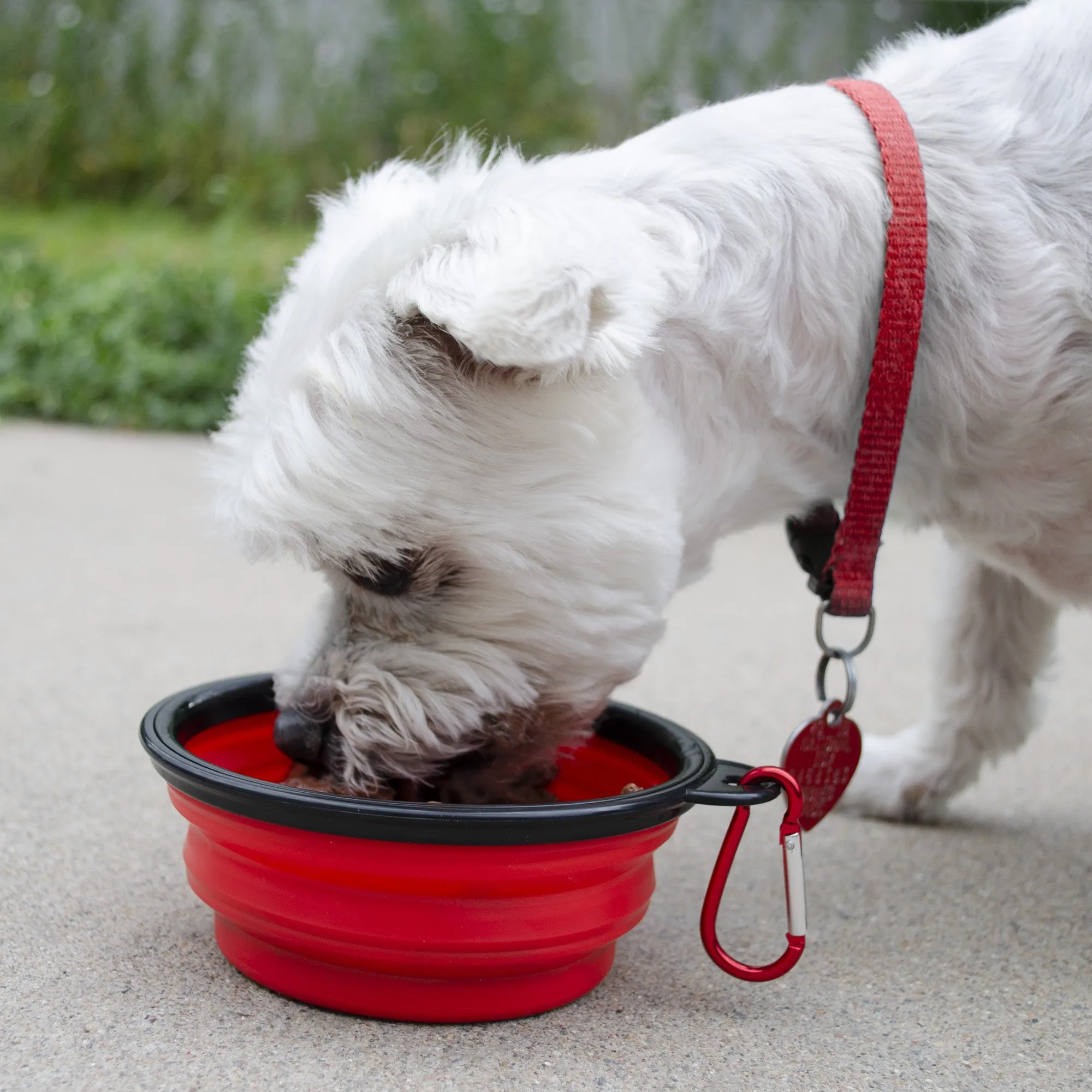 Small Dog Basic Emergency Survival Kit