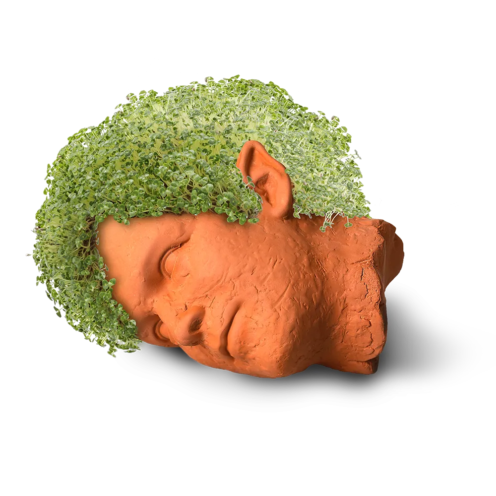 Weezer Chia Pet